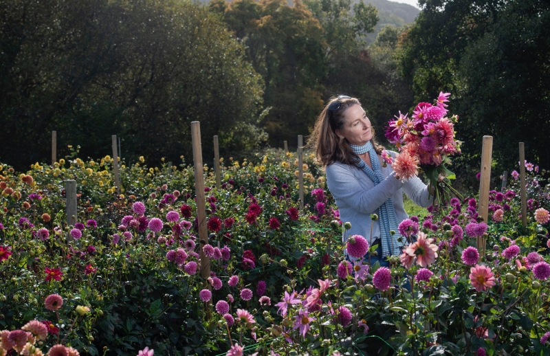 Dorset Dahlias